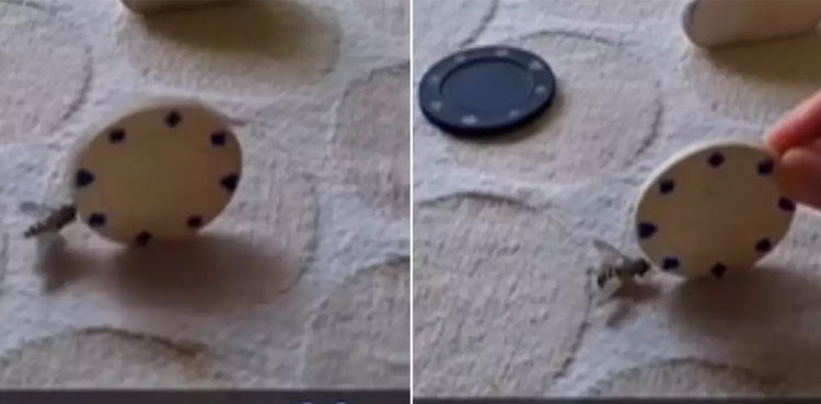 Viral video, Man trains housefly, housefly unbelievable stunts