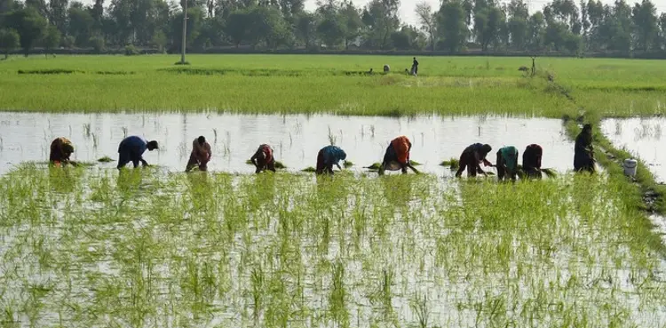 Pakistan farmers, Kissan Ittehad, agriculture emergency
