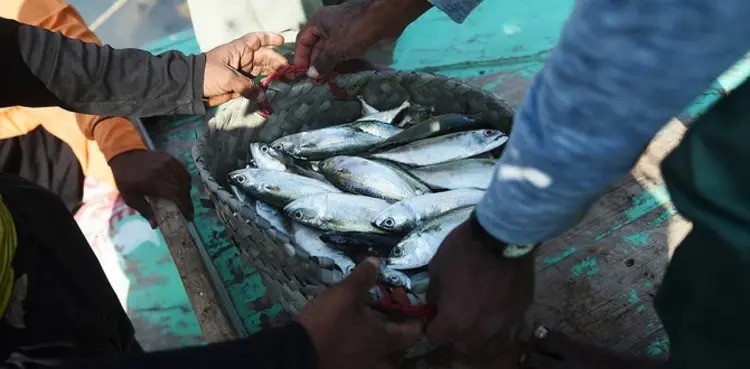 fishermen, rare croaker fish,