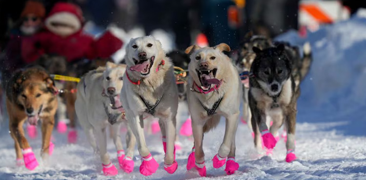 sled-dog-race-alaska