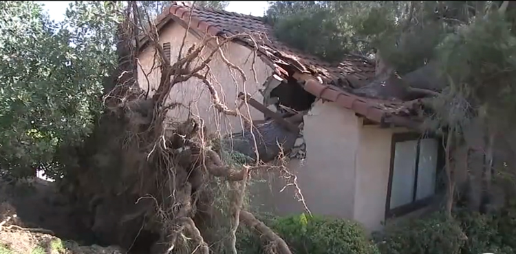 Massive tree falls, Tujunga home, residents displaced