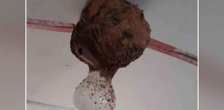 viral, viral picture, picture, strange discovery, discovery, house discovery, australia, mad dauber wasps, wasps,