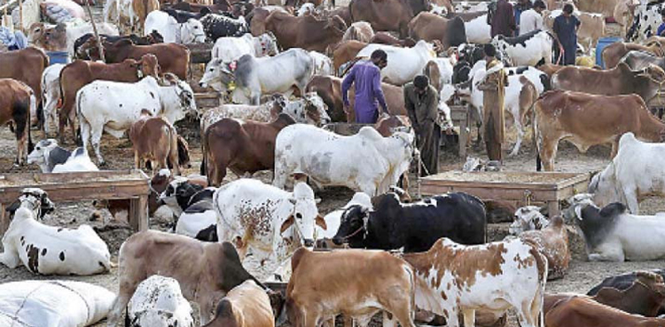 Karachi, cattle markets action