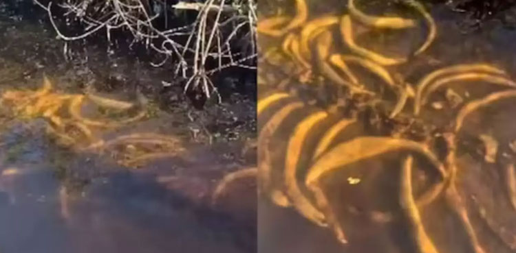 Watch: Underwater skeleton's appearance surprises people on boat