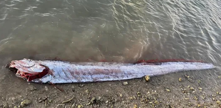 Doomsday fish, Taiwan earthquake, Oarfish