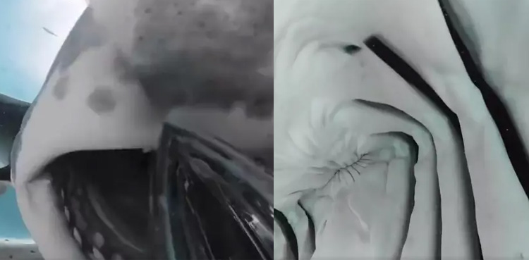 shark's mouth, shark swallows camera, Viral video,