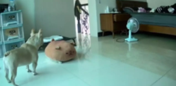 dog senses earthquake, Taiwan earthquake, Viral video,