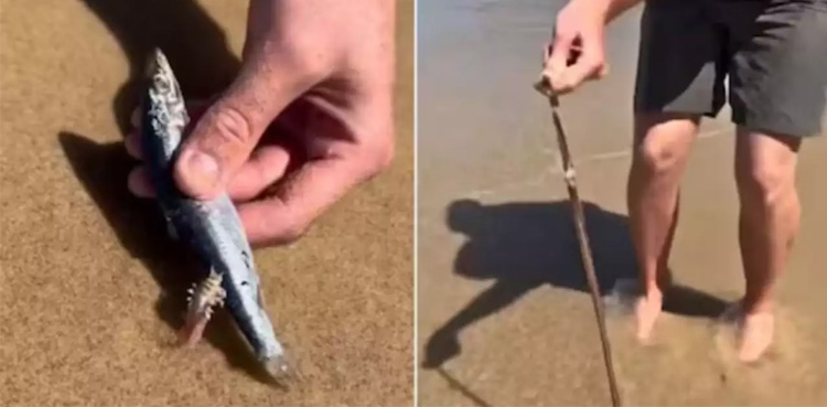 Viral video, Mysterious Long Worms, Shocked Netizens