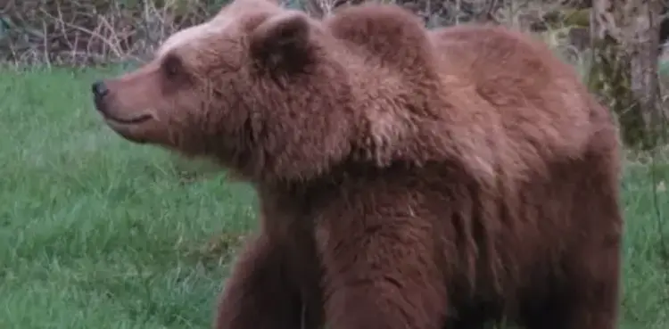 viral, woman, bear, tourist,