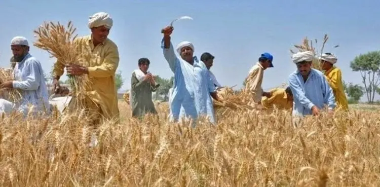 Punjab CM, wheat support subsidy, Kissan Card