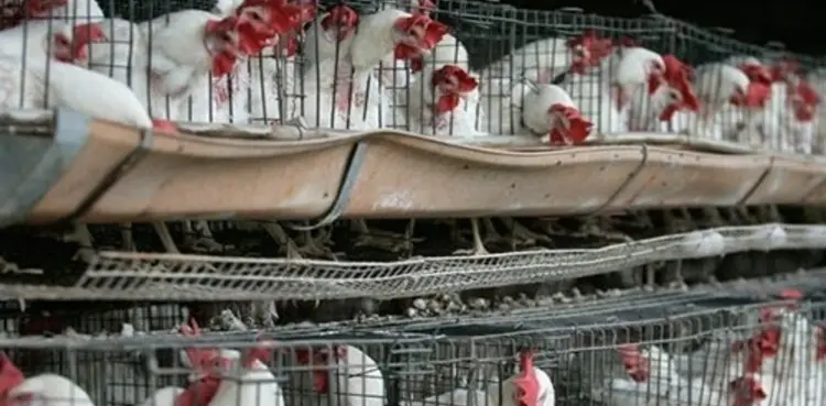 poultry association ban inter-provincial chicken