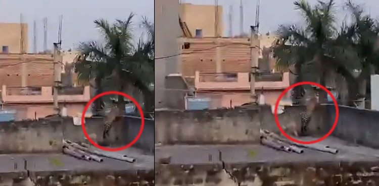 WATCH, Leopard barges into home, injured five people