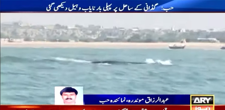 whale-rare-whale-gadani-balochistan