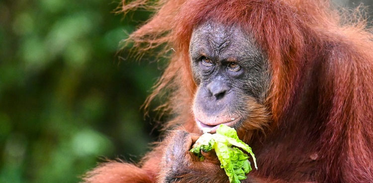 Malaysia plans to introduce 'orangutan diplomacy'