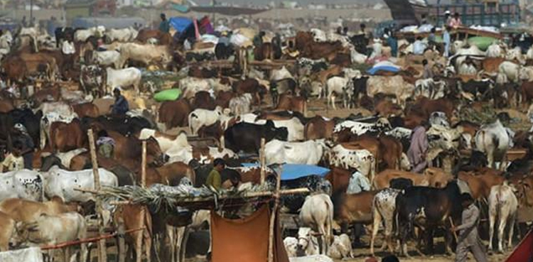 Buyers, head towards, Karachi cattle market, Eidul Adha approaches