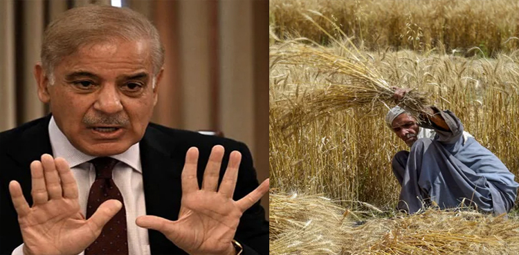 Wheat scandal, PM Shehbaz Sharif, probe approved , four officers suspended