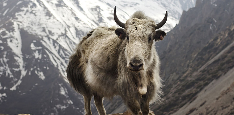 SIFC-Yak-farming-Pakistan