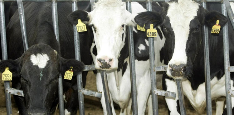 US reports 2nd human case of bird flu tied to dairy cow outbreak