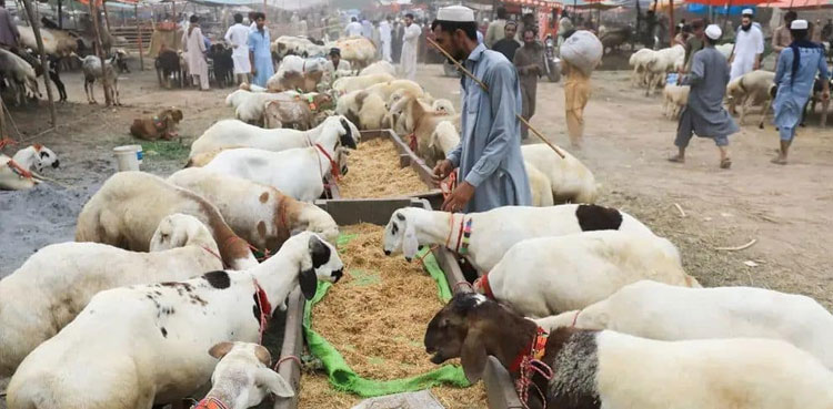 Eid ul Adha third day, festivities continue