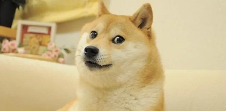 Kabosu, Shiba Inu, memes, Dogecoin, cryptocurrency,