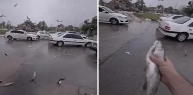 viral video, fish, rain, raining fish,