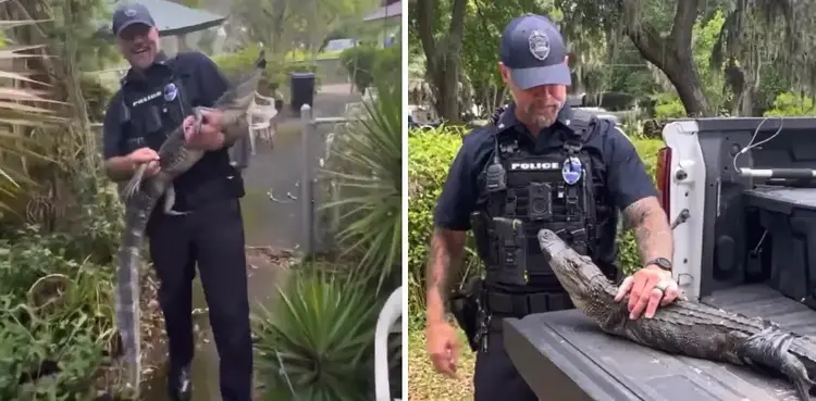 viral, alligator, police, arrest,