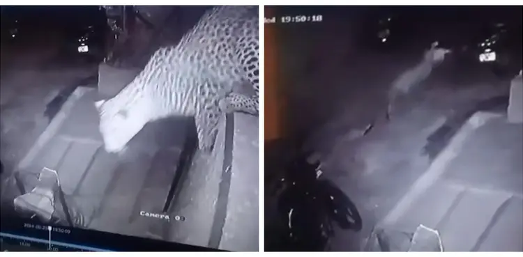 viral, leopard, chicken, video, predator,