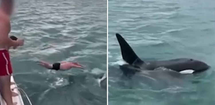 viral, orca, video, killer whale,
