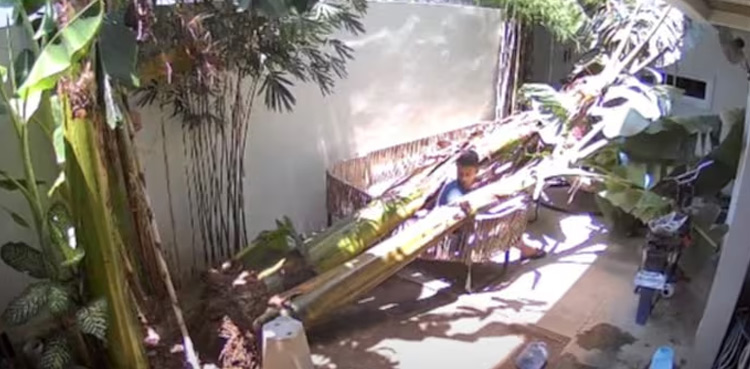 viral-video-miraculous-escape-man-tree-Philippines