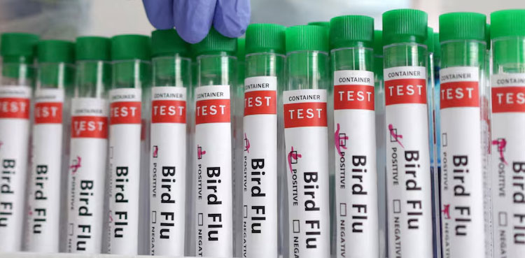bird flu spreads mammals