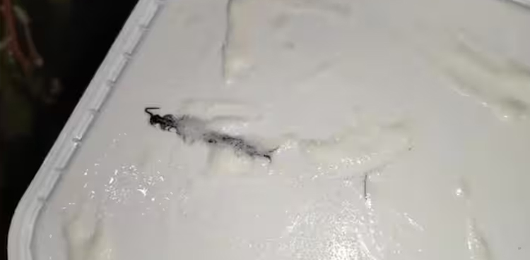 Woman, finds bug, ice cream tub, goes viral