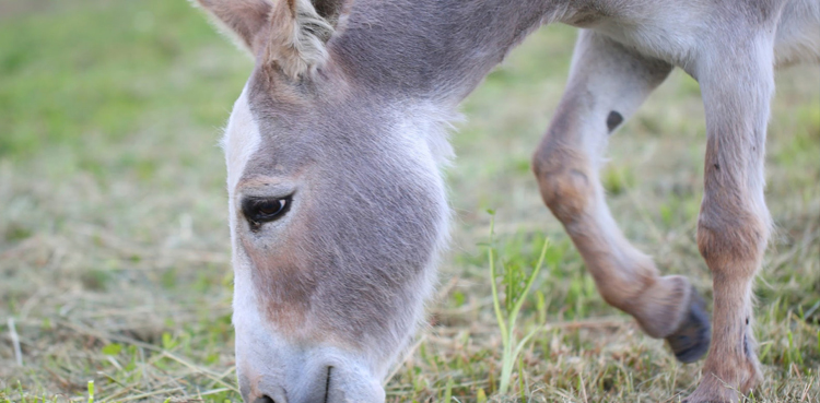 Donkey hyderabad tortured dies Karachi