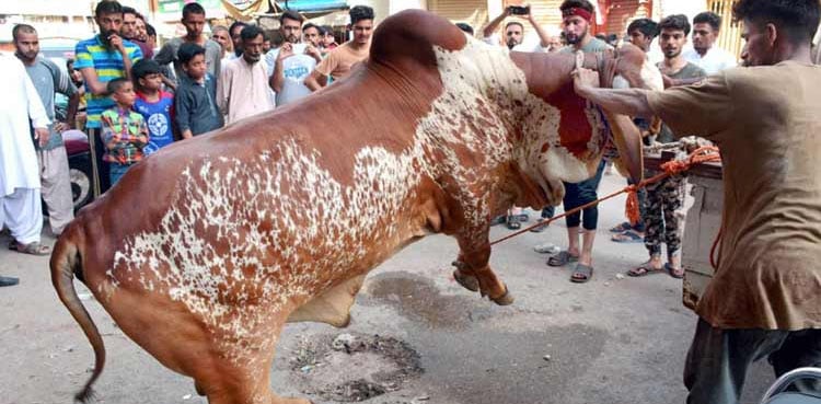 Eidul Adha 2025, holidays, Balochistan