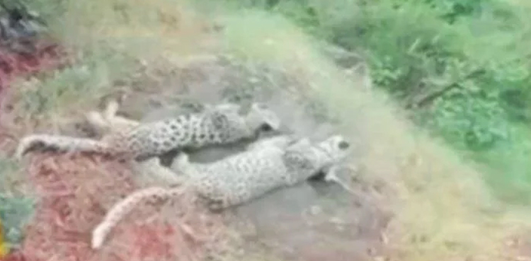 Authorities, struggle to find, leopard cubs bodies, pictures go viral
