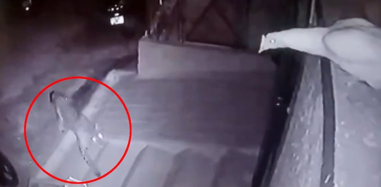 VIDEO, leopard jumps over wall, hunt hen