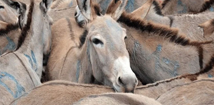 Pakistan, Donkey population