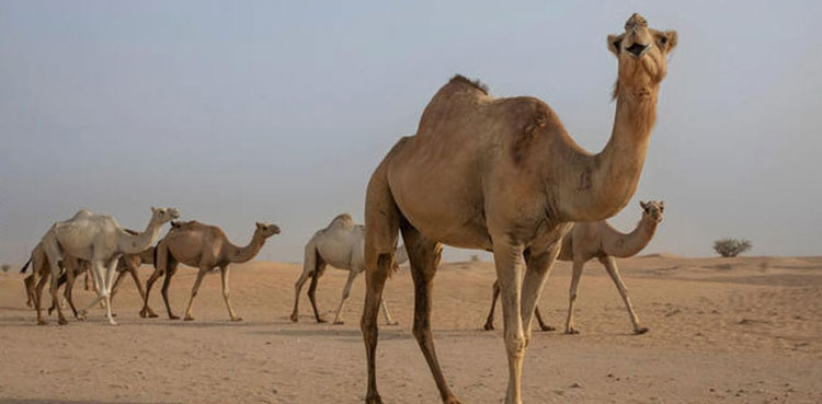 camel leg, Sanghar remand