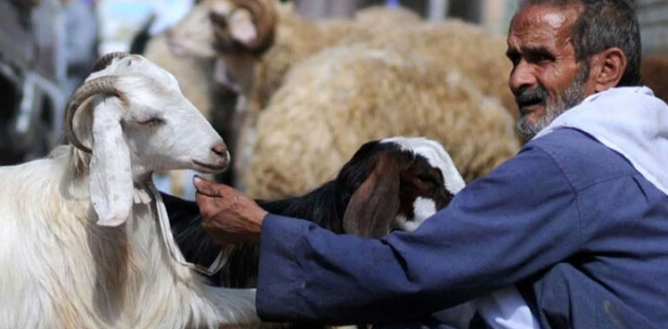 Eidul Adha 2024, Banned organisations, sacrificial animal hides