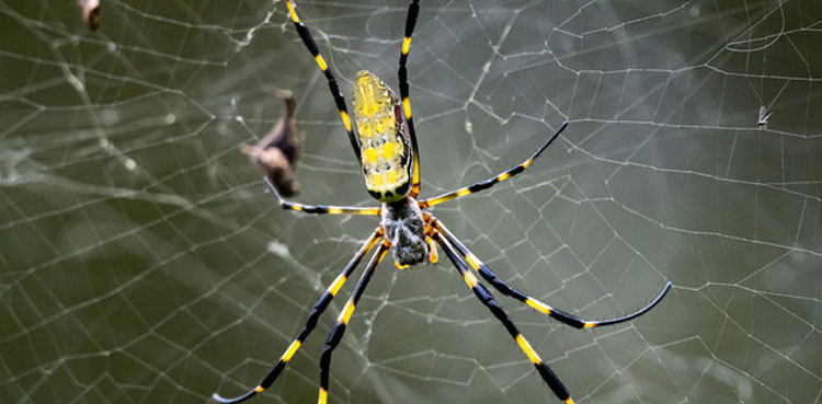 Joro spiders, Venomous spiders, northeast