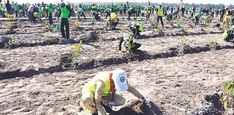 Ten Billion Tree, PTI