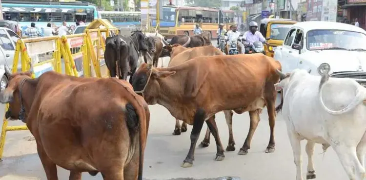 Karachi cows hot weather succumb