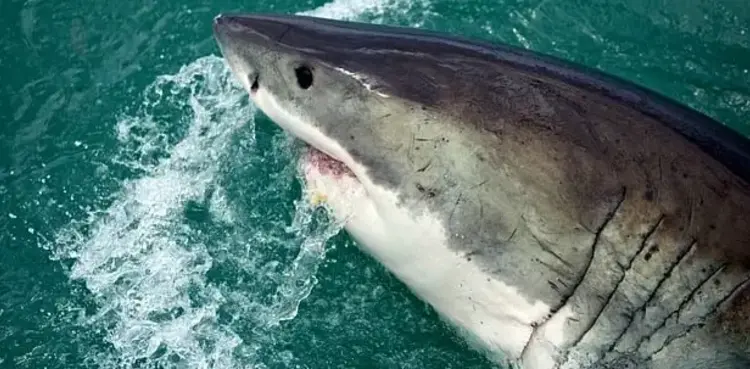 Pirates of the Caribbean, Tamayo Perry, shark attack, On Stranger Tides,
