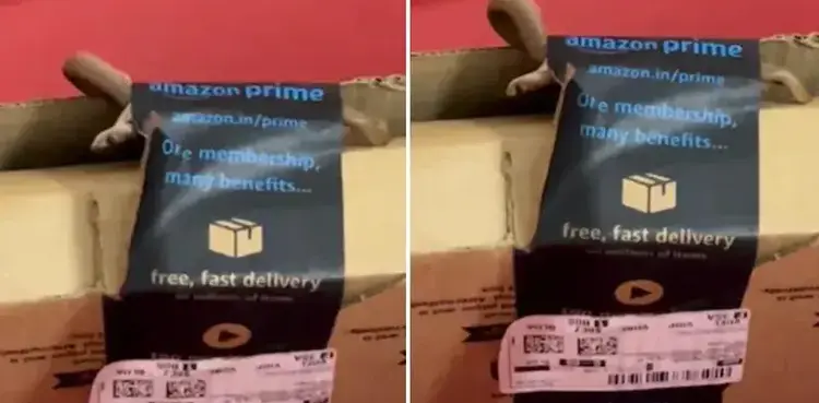 viral, xbox, snake, amazon,