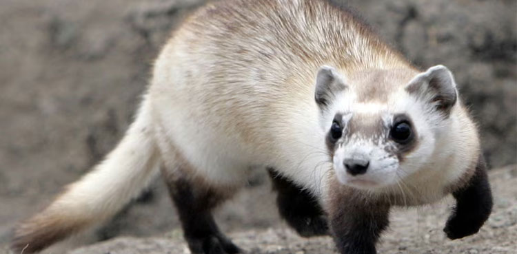 Texas bird flu strain kills ferrets