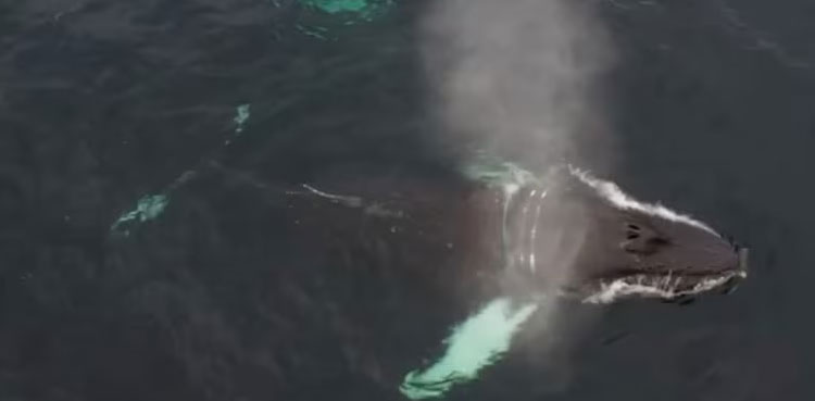 humpback whale