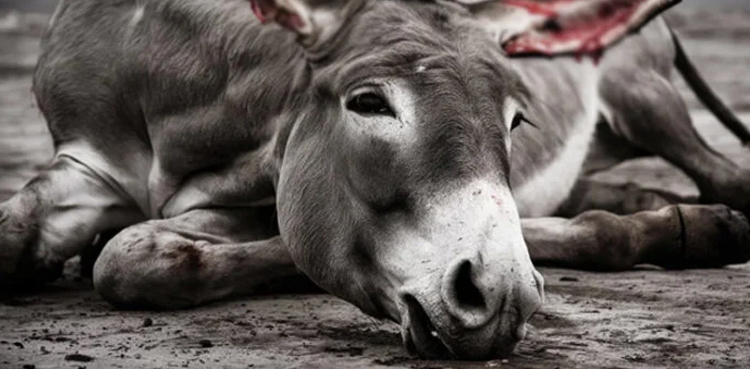 Landlords, chop off, donkey legs, Punjab