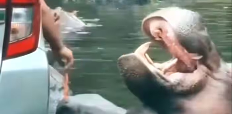 plastic bag in Hippo’s mouth, Safari goer, Video sparks outrage