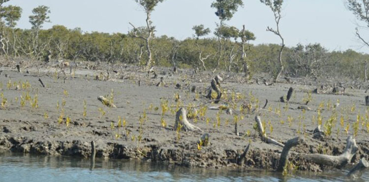 Mangroves, Karachi, cutting, arrest