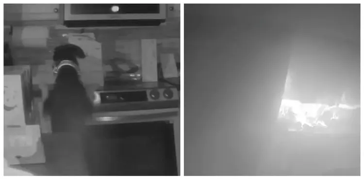 viral, dog, video, family, fire,