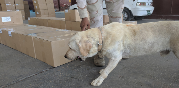 Dog karachi airport